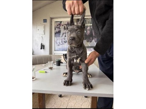 Ruhsatlı çiftlikten a kalite cane corso