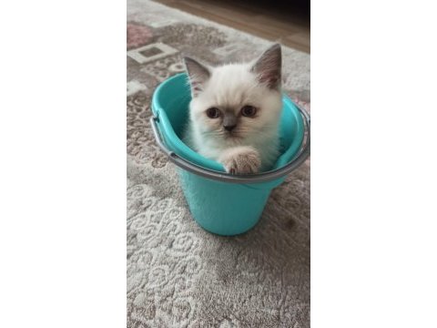 Prensesimiz dişi blue point british shorthair