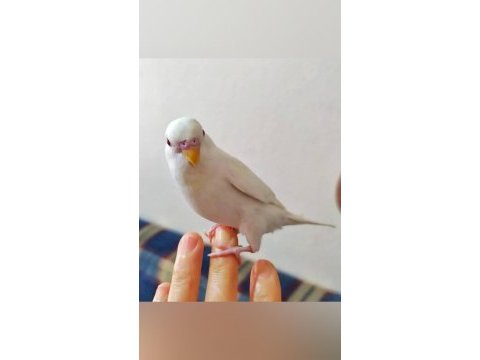 Ele alışkın yavru muhabbet kuşları