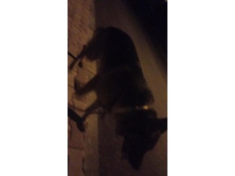 K9 alman kurdu