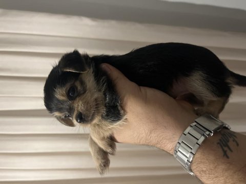 Yorkshire terrier 2. sınıf