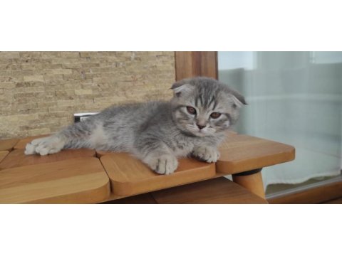 Scottish fold anne baba british