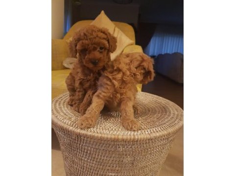 Ankaranın en seçkin minyatür poodle yavruları