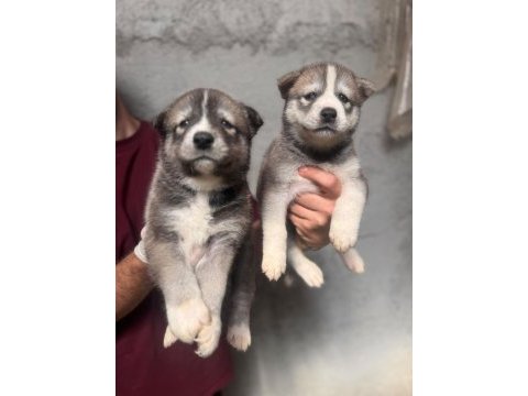 Tarım ve orman bakanlığı onaylı çiftlikten husky