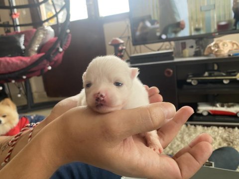 3 haftalık ön talep pomeranian
