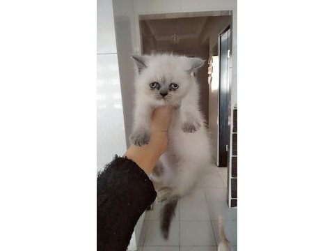 Uygun fiyata verilecek iran kedisi