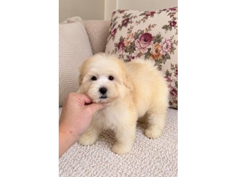 Biblo maltipoo