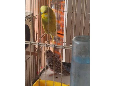 Takım erkek dişi muhabbet kuşu