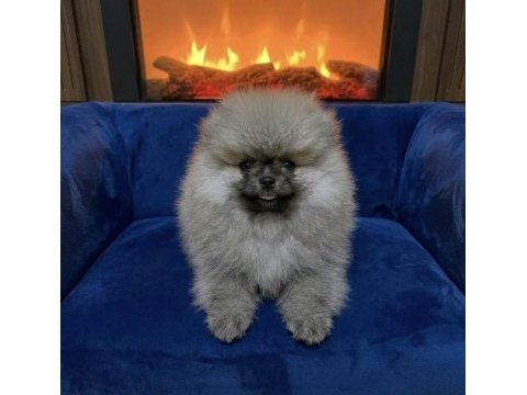 Pomeranian boo ayı surat yavrularım