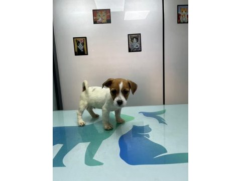 Şecereli erkek jack russell terrier