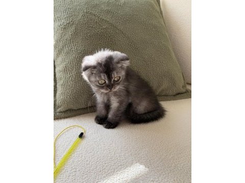 Anne altından baykuş gözlü scottish fold kızımız oyuncu