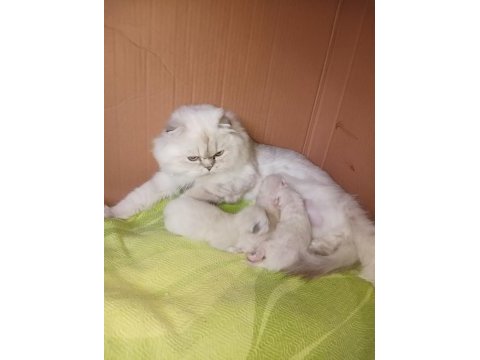 Scottish fold beyaz kırık kulak anne ve 7 günlük 3 yavru