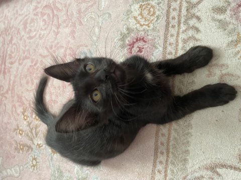 Kedimiz zeytin için yuva aranıyor