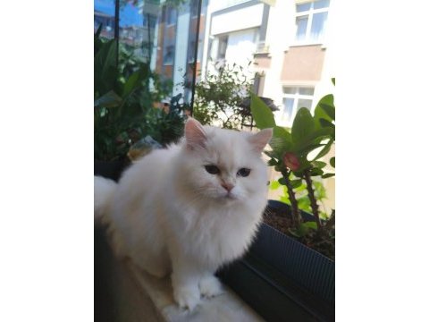 British longhair kedisi