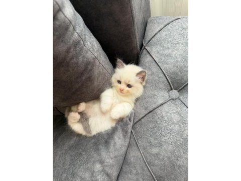 Anne altından safkan ragdoll yavru kediler
