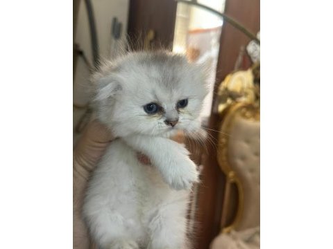 Bristh shorthair ve scotih fold yavrularimiz