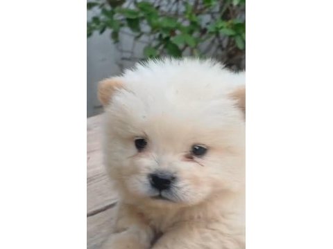 Çin aslanı köpeğimiz