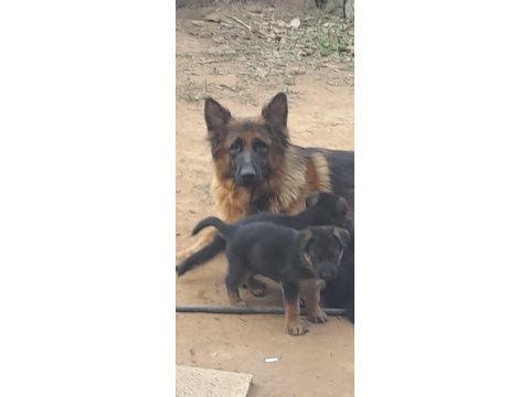 Alman çoban köpeği yavruları
