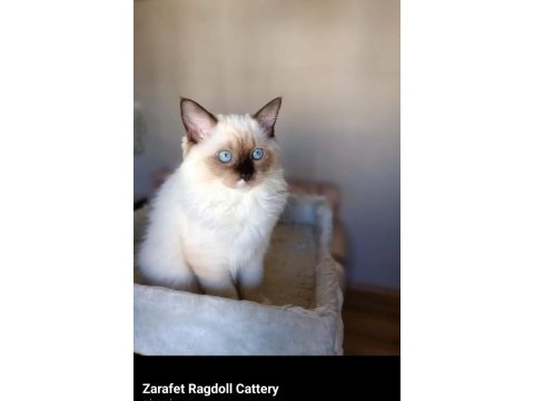 Şecereli anne ve babadan safkan ragdoll dişi yavrum