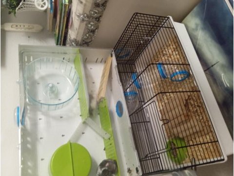 Kafesi ve herşeyi ile birlikte verilecek hamsterlar