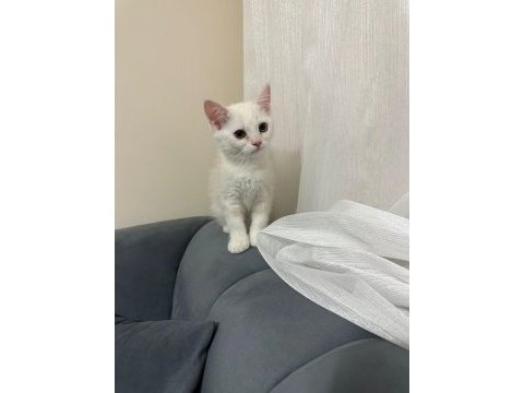 Scottish fold ve british kardeşler