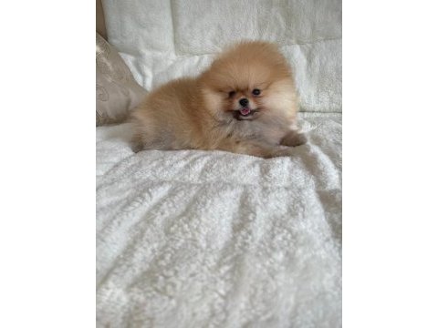 Mükemmel ayıcık surat boo pomeranian