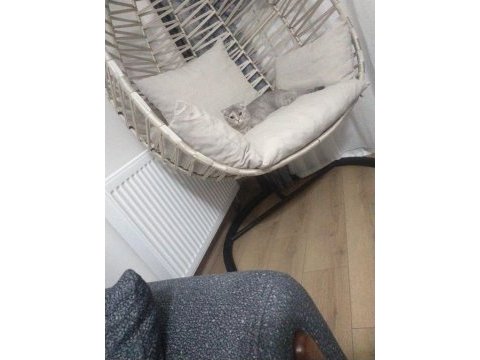 14 aylık dişi kedimiz