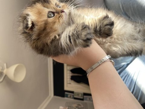 Yavru sahiplendirme scottish fold longhair