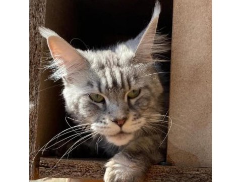 Xxl yurt dışı kan hatlarından a kalite maine coon