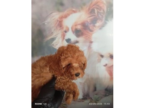 Irk ve sağlık garanti poodle bebeklerimiz