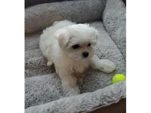 Muhteşem kore maltese