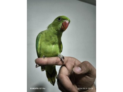 Bebek pakistan papağanı yavrusu