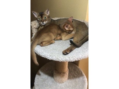 Safkan secereli anne babadan abyssinian yavrular
