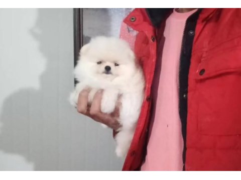 Orijinal pomeranian boo