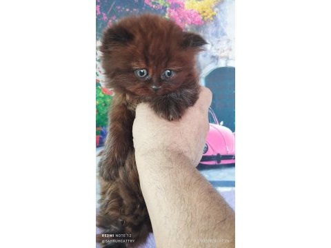Chocolette british longhair efsane