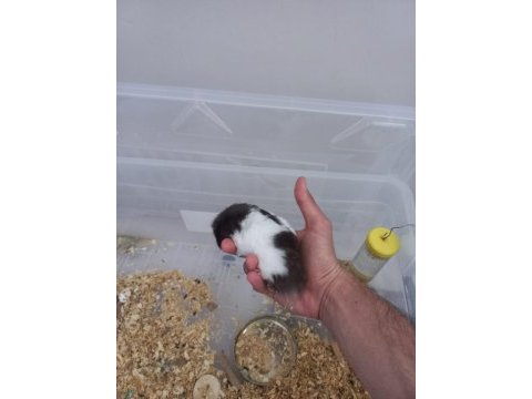 İstanbul içi hamster sahiplendirme