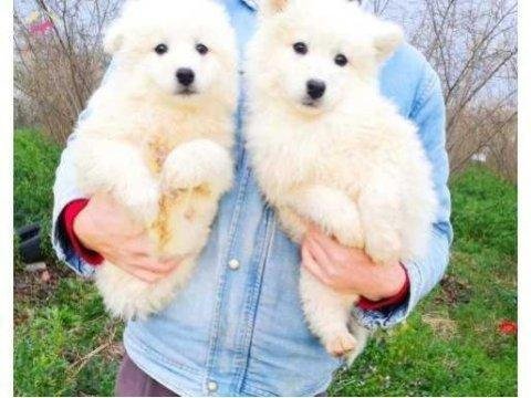 Kar beyazı samoyed yavrularımız yeni sahibini arıyor