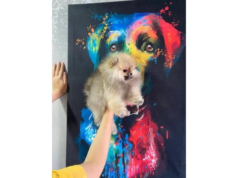 Üst kalite pomeranian boo erkek güzeli