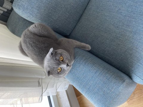 Scottish fold masum kedim