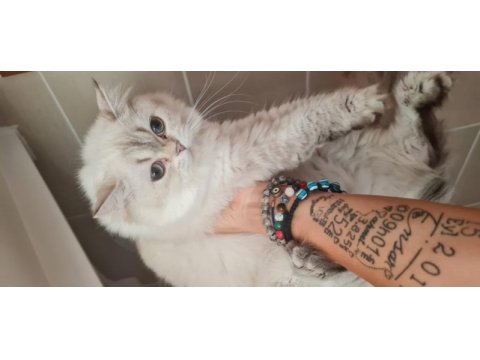 British shorthair blue point chilcilla
