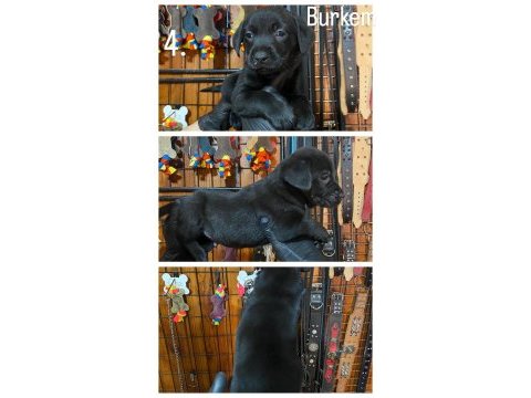 Burkemden hayat arkadaşı labrador yavrularımız