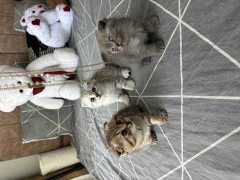 Scottish fold kediler için ulaşın