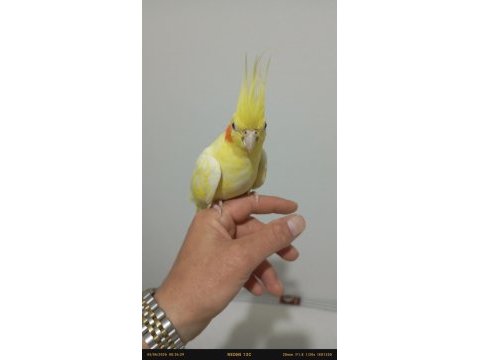 Uyguna sultan papağanı yavrularımız