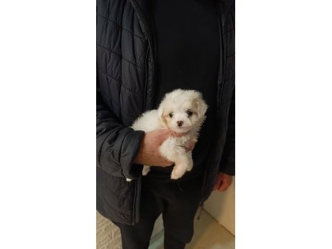 Kardan beyaz maltese
