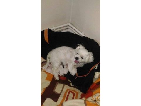 Minyatür boy maltese yavrular