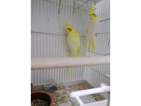 Lutino sultan papağanı çifti