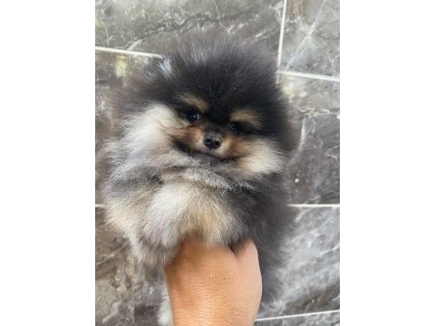 Orjinal ayı surat pomeranian boo yavrular