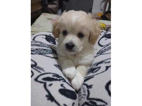 2 aylık terrier