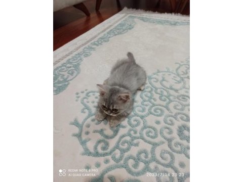 British longhair