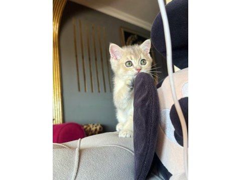 Safkan british shorthair erkek yavru